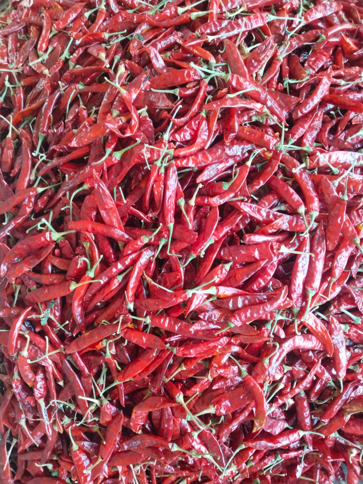 334 S4/Sannam Dried Red Chilli