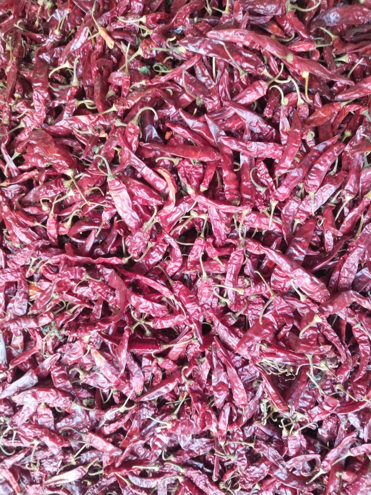 341 Dried Red Chilli