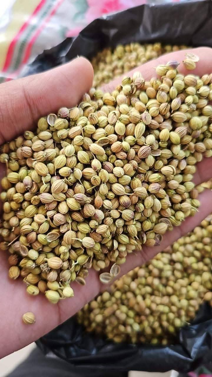 Coriander Seeds