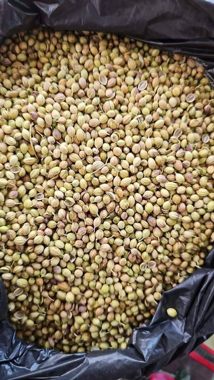 Coriander Seeds